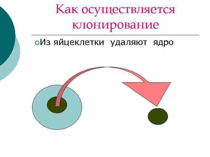 Как осуществляется клонирование ¡Из яйцеклетки удаляют ядро 