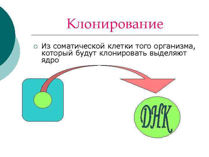 Клонирование ¡ Из соматической клетки того организма, который будут клонировать выделяют ядро 