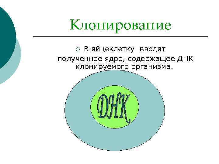 Клонирование В яйцеклетку вводят полученное ядро, содержащее ДНК клонируемого организма. ¡ 