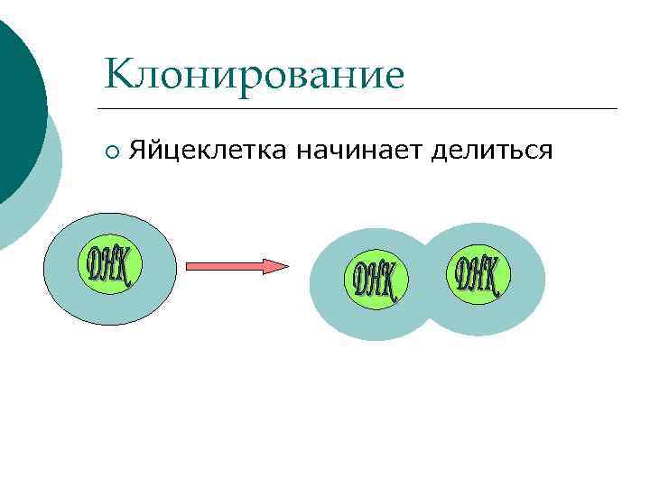 Клонирование ¡ Яйцеклетка начинает делиться 