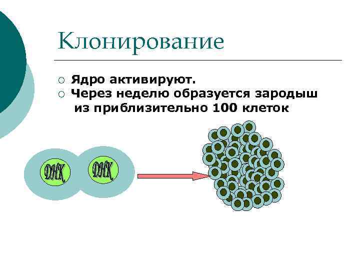 Клонирование ¡ ¡ Ядро активируют. Через неделю образуется зародыш из приблизительно 100 клеток 