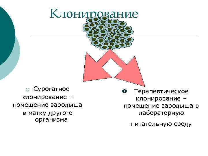 Клонирование Сурогатное клонирование – помещение зародыша в матку другого организма ¡ Терапевтическое клонирование –