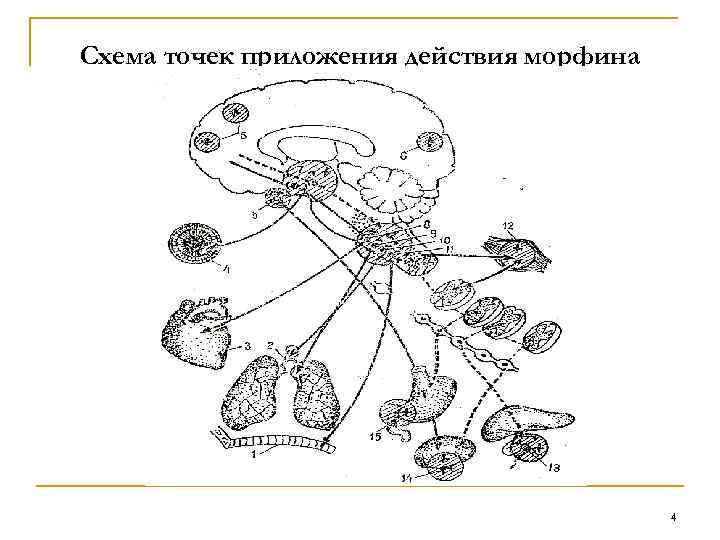 Схема точек приложения действия морфина 4 