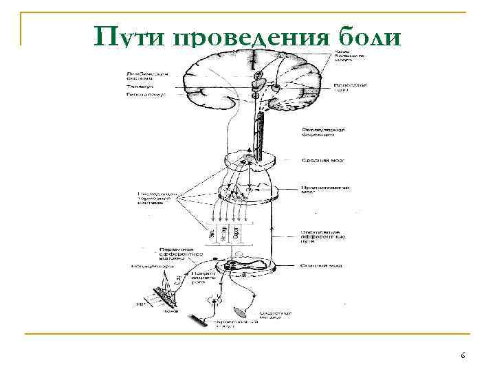 Пути проведения боли 6 