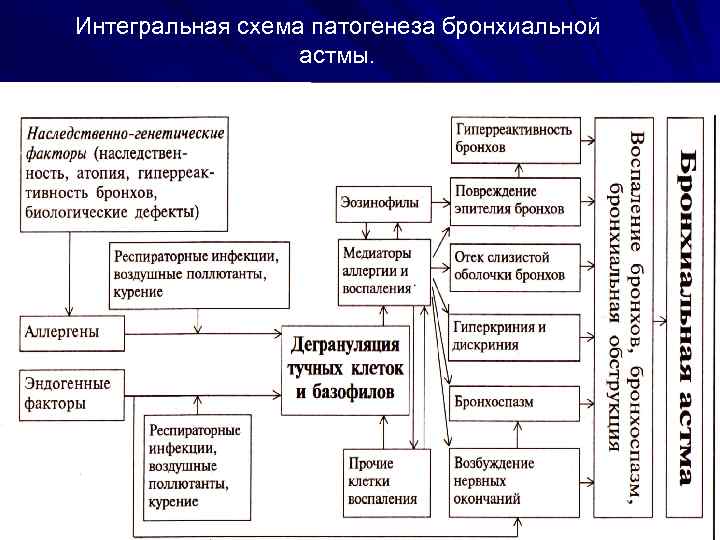 Интегральная схема патогенеза бронхиальной астмы. 