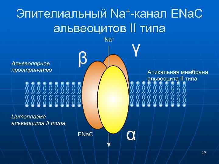Эпителиальный Na+-канал ENa. C альвеоцитов II типа 10 