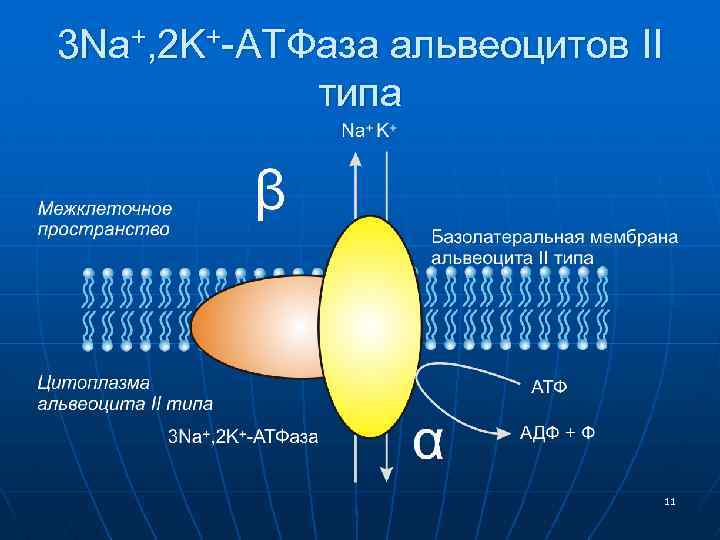 3 Na+, 2 K+-АТФаза альвеоцитов II типа 11 