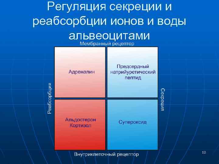 Регуляция секреции и реабсорбции ионов и воды альвеоцитами 12 