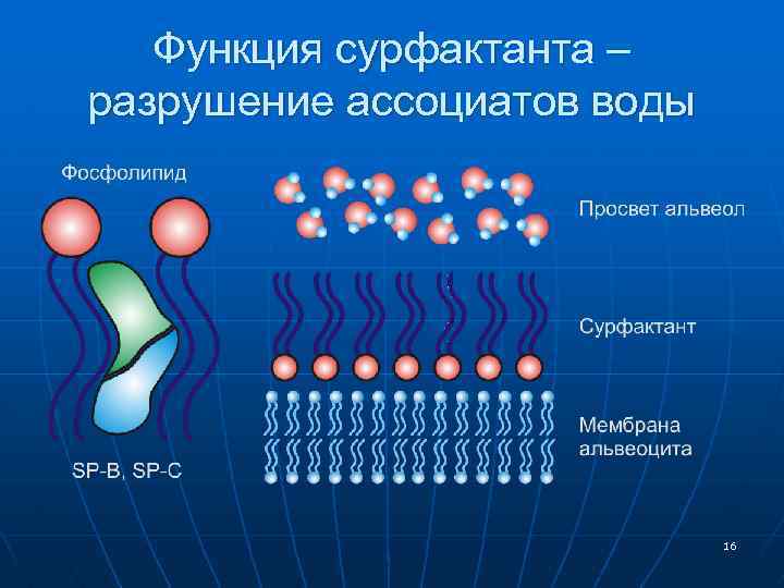 Функции сурфактанта. Система сурфактанта биохимия. Биохимия дыхательной системы. Сурфактант функции.