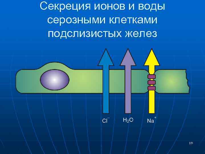 Секреция ионов и воды серозными клетками подслизистых желез 19 