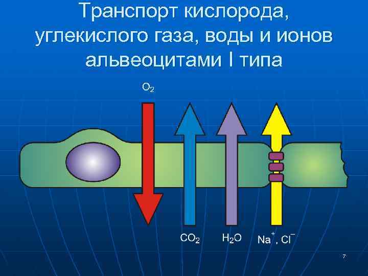 Транспорт кислорода. Транспорт кислорода и углекислого газа. Дыхательная система биохимия. Транспорт кислорода и диоксида углерода.. Пути транспорта кислорода и углекислого газа.