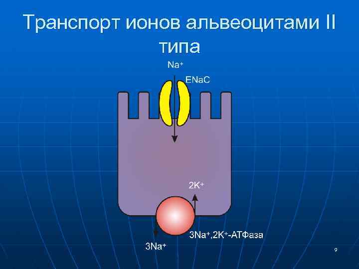 Транспорт ионов