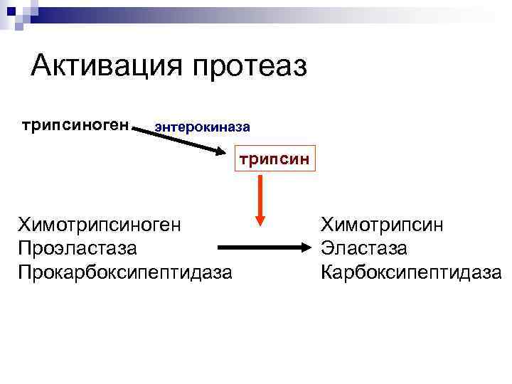 Активация протеаз трипсиноген энтерокиназа трипсин Химотрипсиноген Проэластаза Прокарбоксипептидаза Химотрипсин Эластаза Карбоксипептидаза 