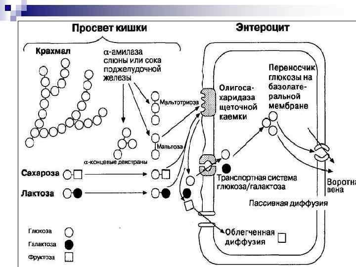 Желудочно кишечный тракт биохимия