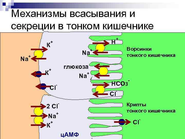 Механизмы всасывания и секреции в тонком кишечнике К Na H + Na + К