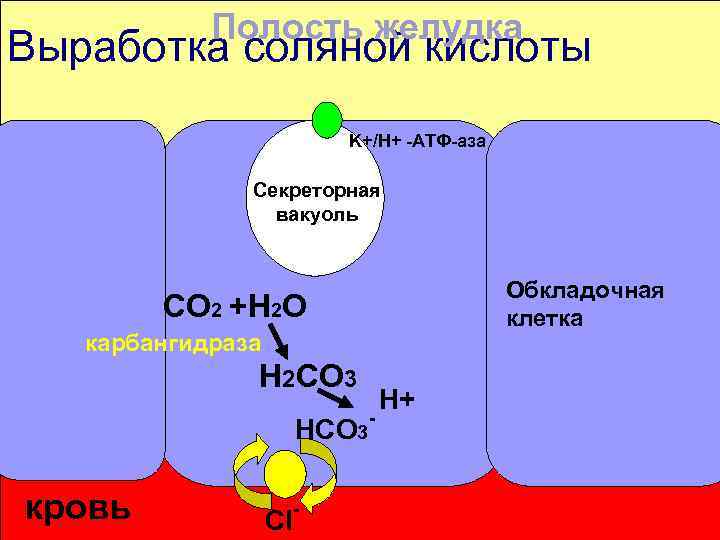 Полость желудка Выработка соляной кислоты K+/Н+ -АТФ-аза Секреторная вакуоль Обкладочная клетка СО 2 +Н