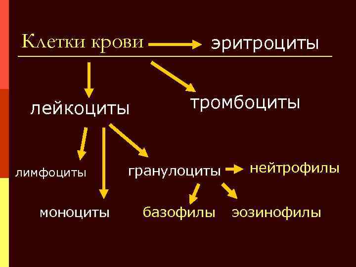 Клетки крови лейкоциты лимфоциты моноциты эритроциты тромбоциты гранулоциты базофилы нейтрофилы эозинофилы 