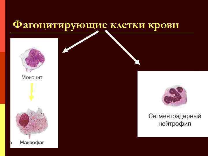 Фагоцитирующие клетки крови 