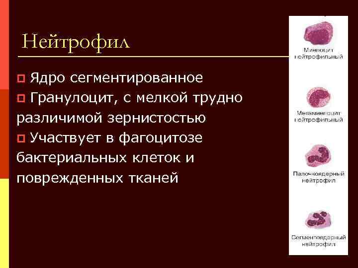 Нейтрофил Ядро сегментированное p Гранулоцит, с мелкой трудно различимой зернистостью p Участвует в фагоцитозе
