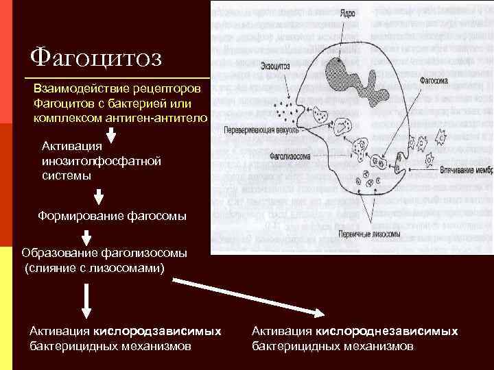 Фагоцитоз Взаимодействие рецепторов Фагоцитов с бактерией или комплексом антиген-антитело Активация инозитолфосфатной системы Формирование фагосомы