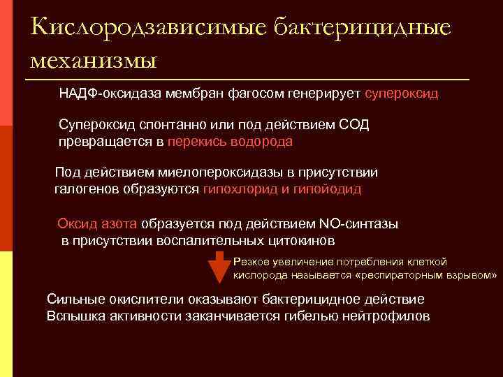 Кислородзависимые бактерицидные механизмы НАДФ-оксидаза мембран фагосом генерирует супероксид Супероксид спонтанно или под действием СОД