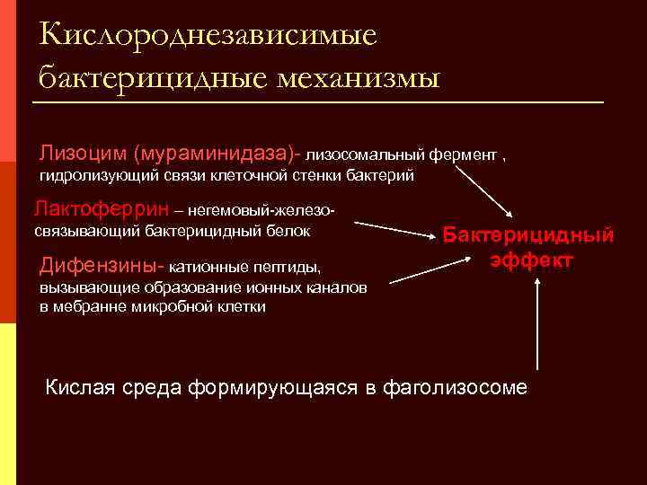 Бактерицидные ферменты. Схема кислородзависимых бактерицидных механизмов фагоцитов. Кислородзависимые и кислороднезависимые механизмы фагоцитоза. Кислороднезависимый механизм фагоцитоза. Кислороднезависимые бактерицидные механизмы фагоцитов схема.