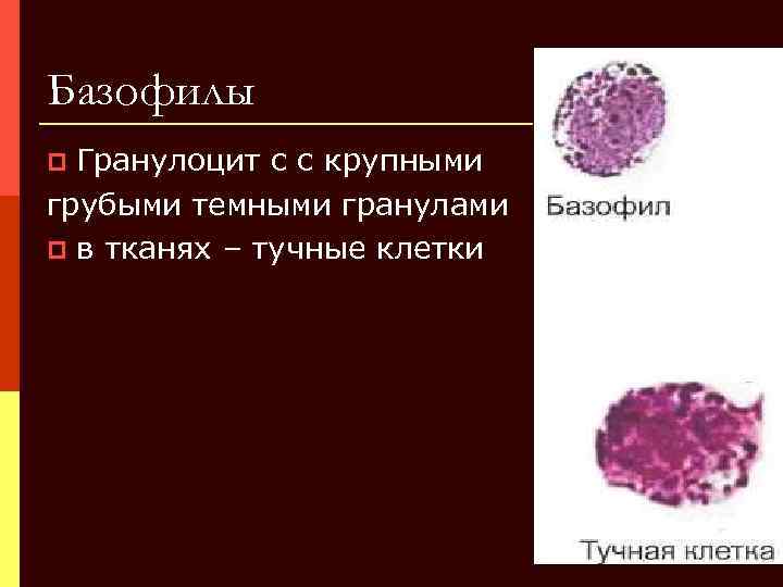 Базофилы в крови 1. Тучные клетки в крови. Базофилы и тучные клетки. Тучные клетки это гранулоциты. Базофильный гранулоцит гистология.