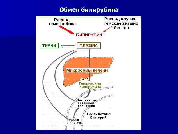 Путь билирубина в организме схема