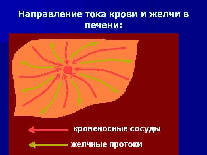 Направление тока крови и желчи в печени: 