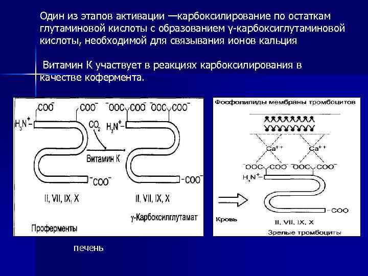 Этапы активации