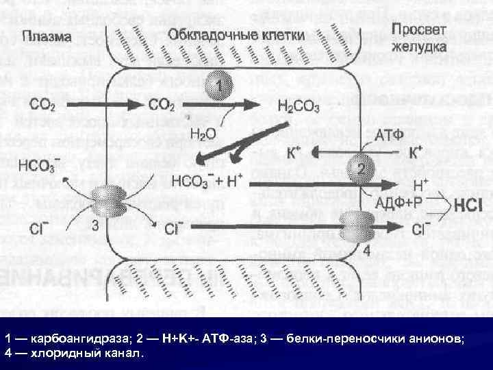 1 — карбоангидраза; 2 — H+K+- АТФ-аза; 3 — белки-переносчики анионов; 4 — хлоридный