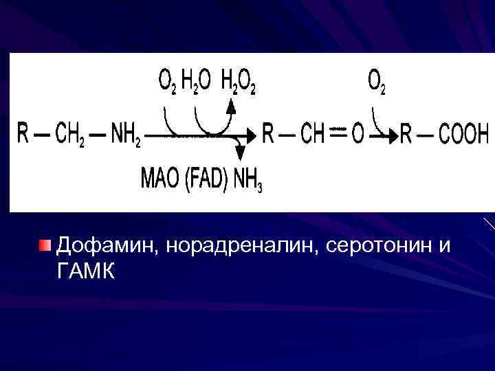 Дофамин, норадреналин, серотонин и ГАМК 