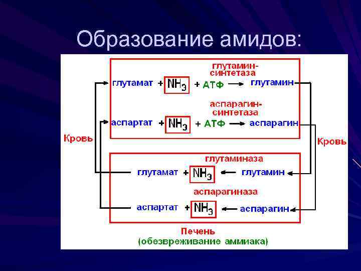 Образование амидов: 