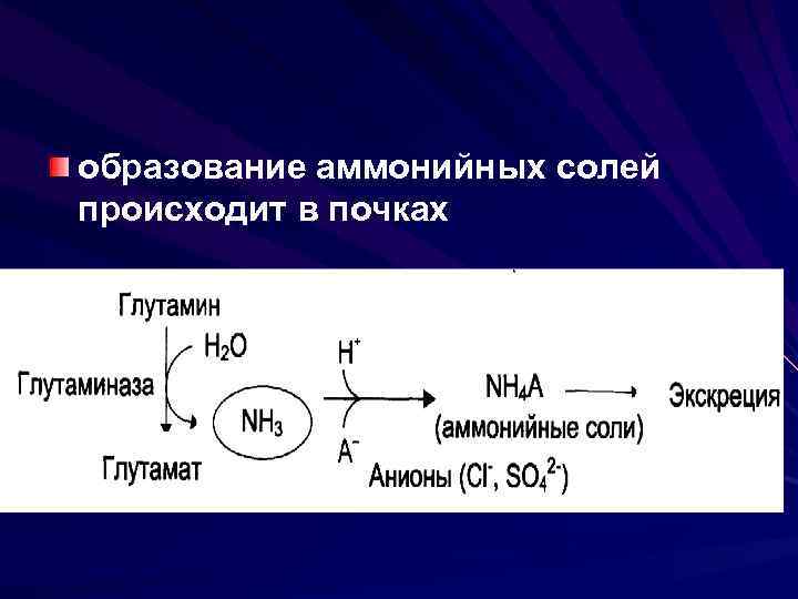 образование аммонийных солей происходит в почках 