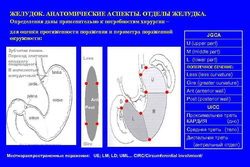 Нижняя треть желудка