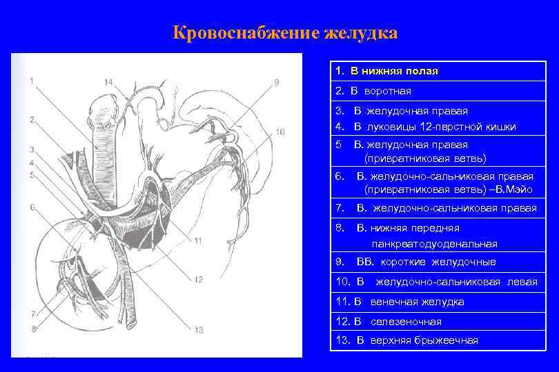 Кровоснабжение желудка 1. В нижняя полая 2. В воротная 3. В желудочная правая 4.