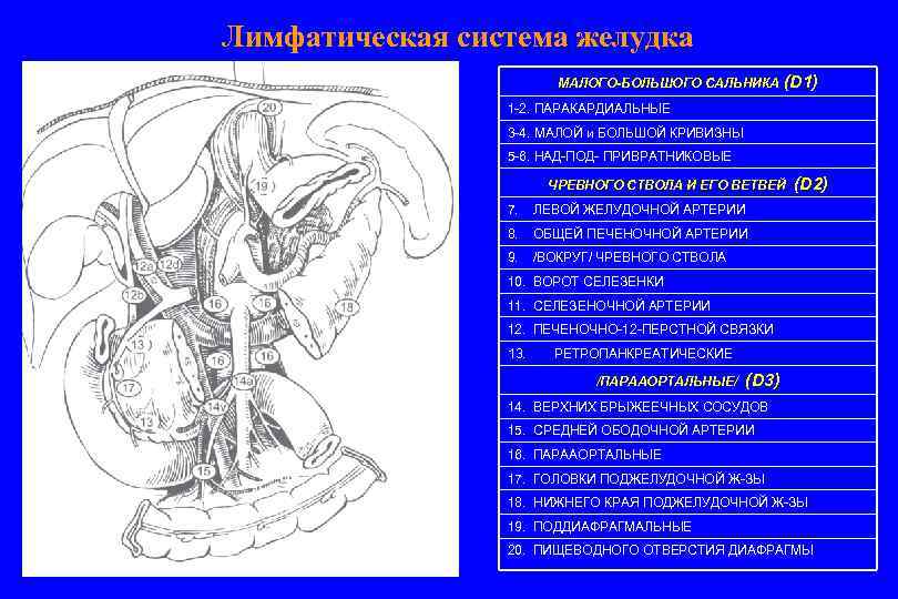 Лимфатические узлы желудка схема