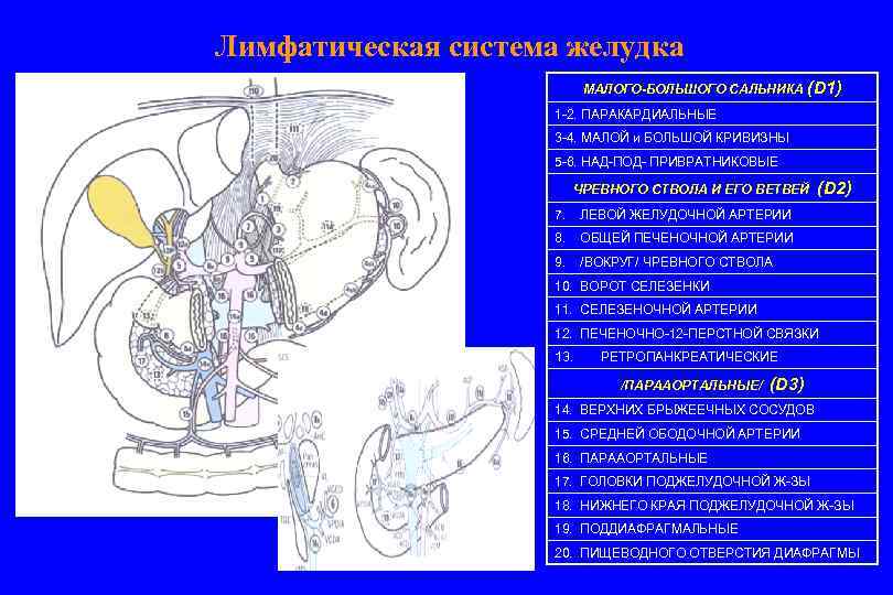 Лимфатическая система желудка МАЛОГО-БОЛЬШОГО САЛЬНИКА (D 1) 1 -2. ПАРАКАРДИАЛЬНЫЕ 3 -4. МАЛОЙ и
