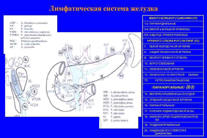 Лимфатическая система желудка МАЛОГО-БОЛЬШОГО САЛЬНИКА (D 1) 1 -2. ПАРАКАРДИАЛЬНЫЕ 3 -4. МАЛОЙ и