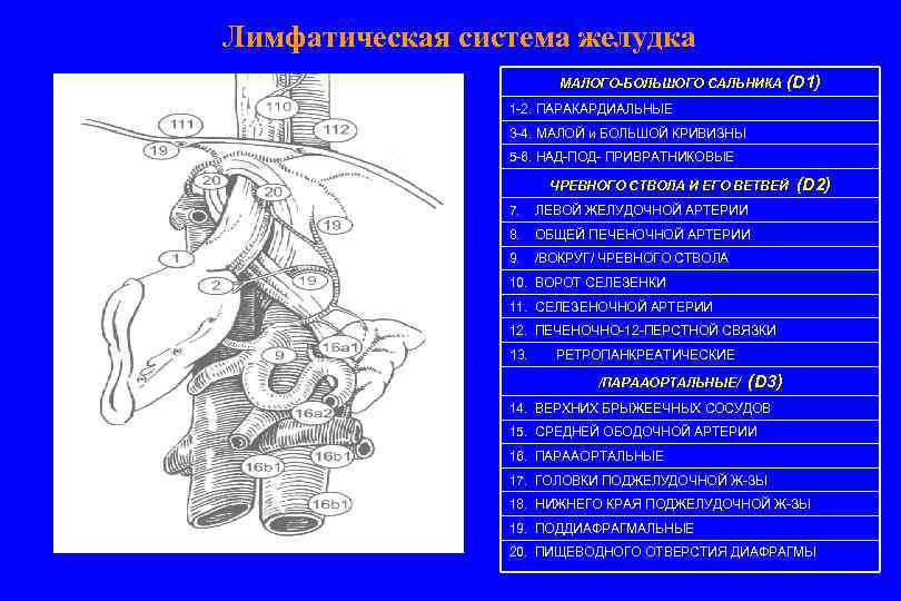 Лимфатическая система желудка МАЛОГО-БОЛЬШОГО САЛЬНИКА (D 1) 1 -2. ПАРАКАРДИАЛЬНЫЕ 3 -4. МАЛОЙ и