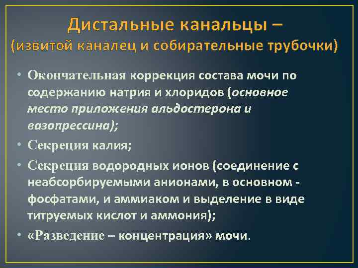 Дистальные канальцы – (извитой каналец и собирательные трубочки) • Окончательная коррекция состава мочи по