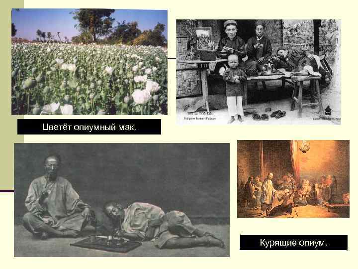 Цветёт опиумный мак. Курящие опиум. 