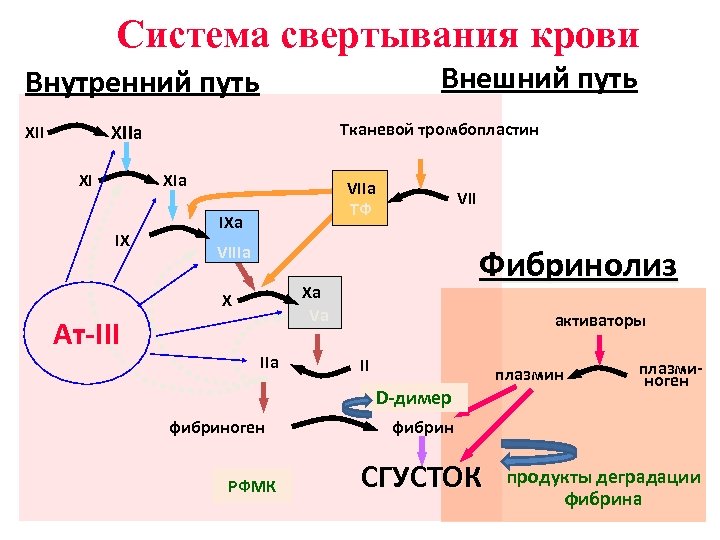 Система свертывания крови Внешний путь Внутренний путь Тканевой тромбопластин XIIa XII XI XIa IX