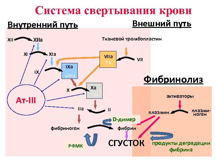 Схемы свертывания крови по внешнему и внутреннему пути