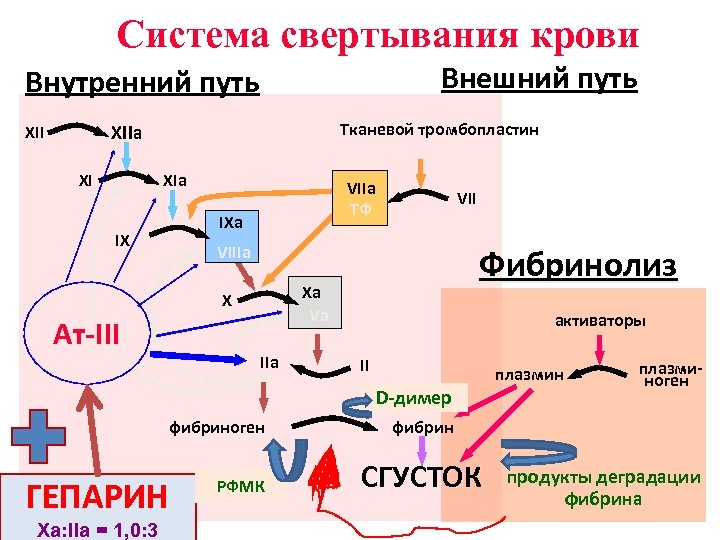 Система свертывания крови Внешний путь Внутренний путь Тканевой тромбопластин XIIa XII XI XIa VIIa
