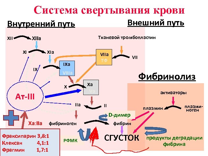 Система свертывания крови Внешний путь Внутренний путь Тканевой тромбопластин XIIa XII XI XIa VIIa