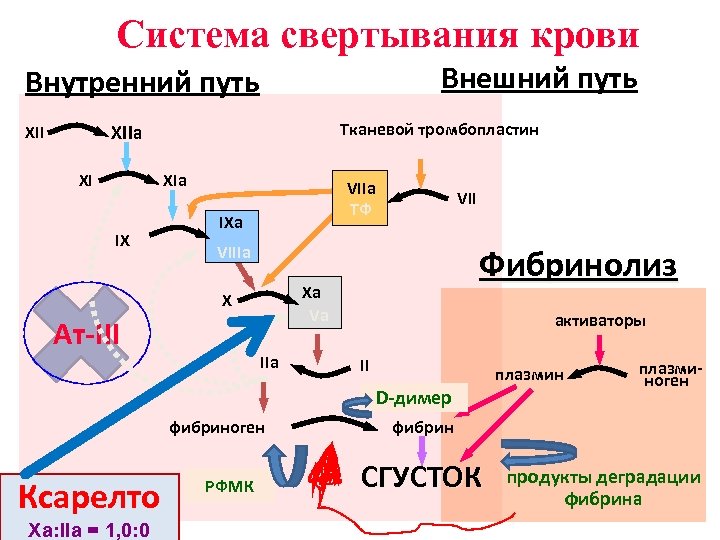 Система свертывания крови Внешний путь Внутренний путь Тканевой тромбопластин XIIa XII XI XIa IX