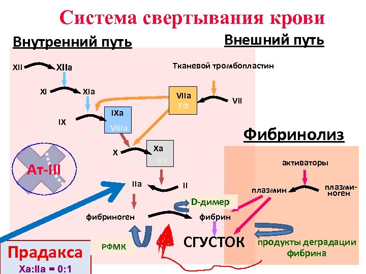 Система свертывания крови Внешний путь Внутренний путь Тканевой тромбопластин XIIa XII XI XIa IX