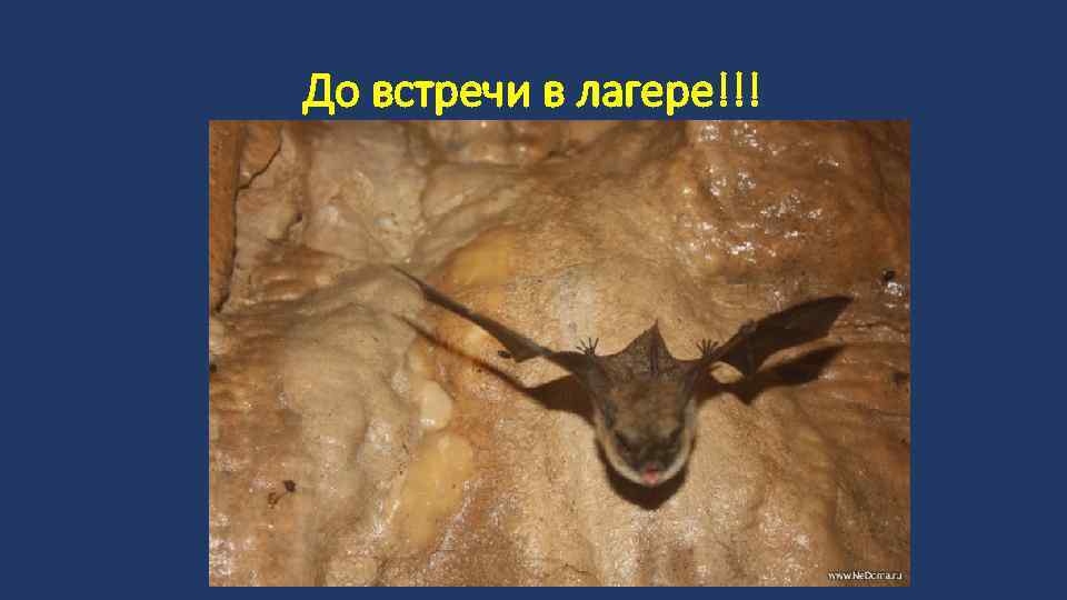 До встречи в лагере!!! 