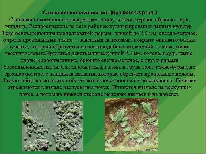 Сливовая опыленная тля (Hyalopterus pruni) Сливовая опыленная тля повреждает сливу, алычу, персик, абрикос, терн,